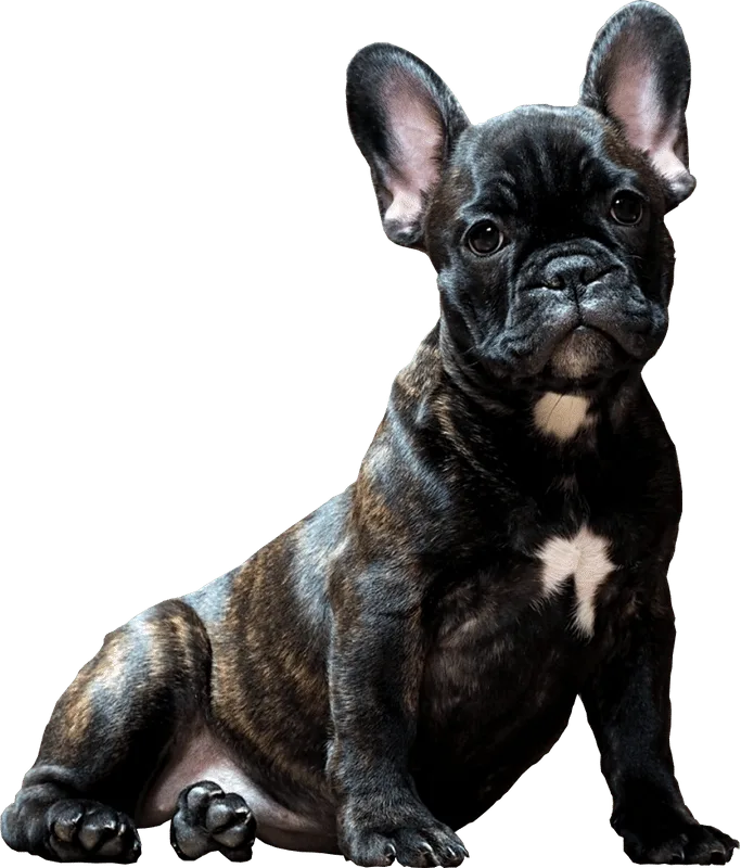 random-pet